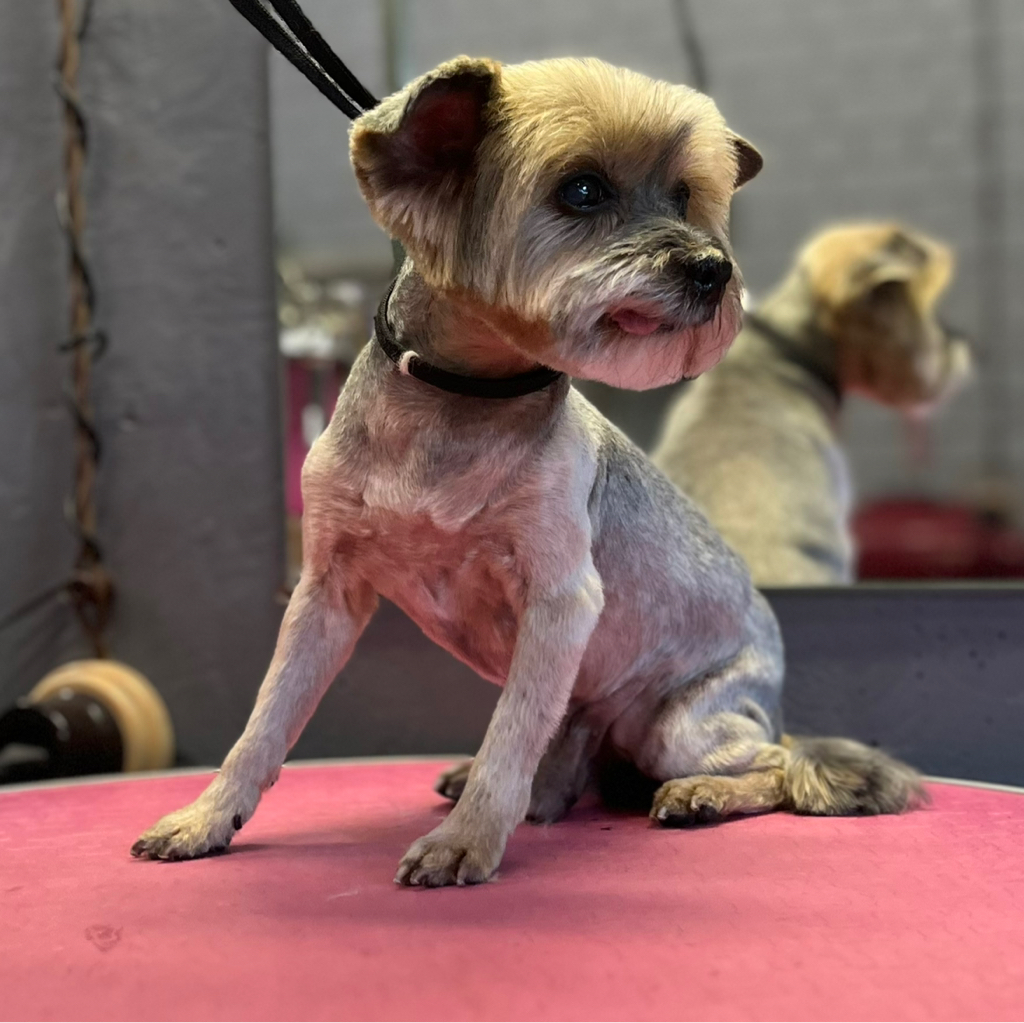 Йоркширский терьер- «Комплексный уход со стрижкой под машинку»