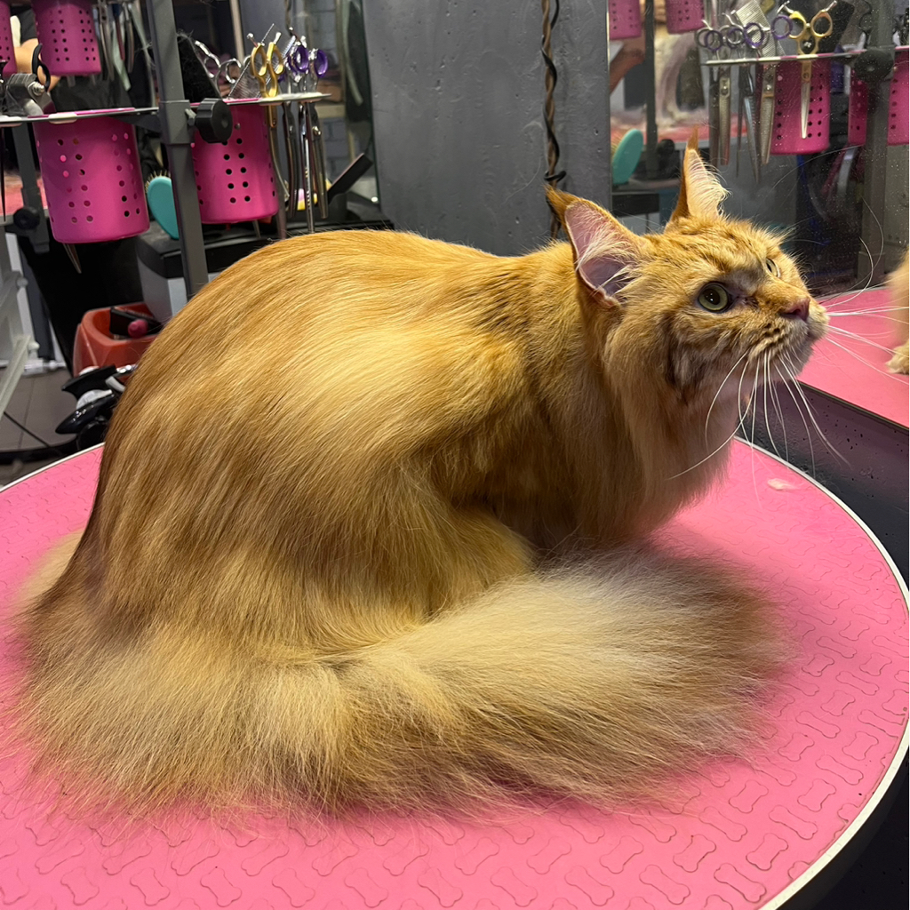 Мейкун  Комплекс с вычесом и мытьем