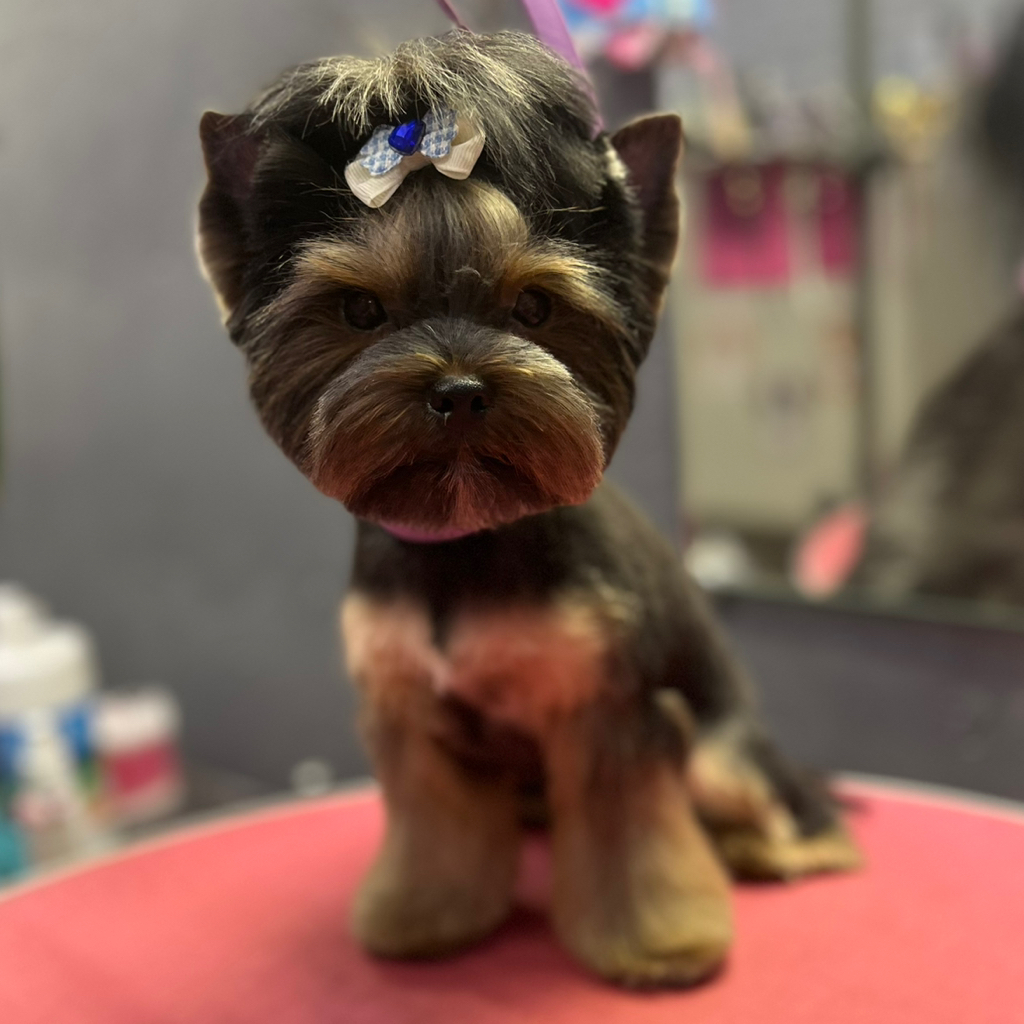 Йоркширский терьер-«Комплекс с модельной стрижкой»