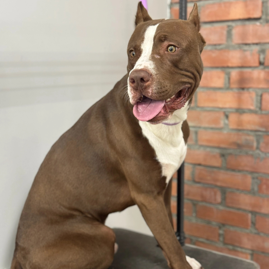 Питбуль-Комплекс с вычесом