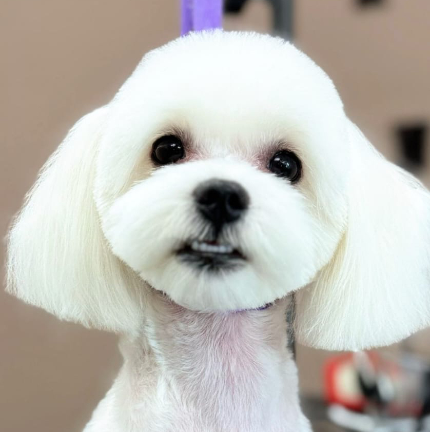 Комплексный уход для мальтийской болонки