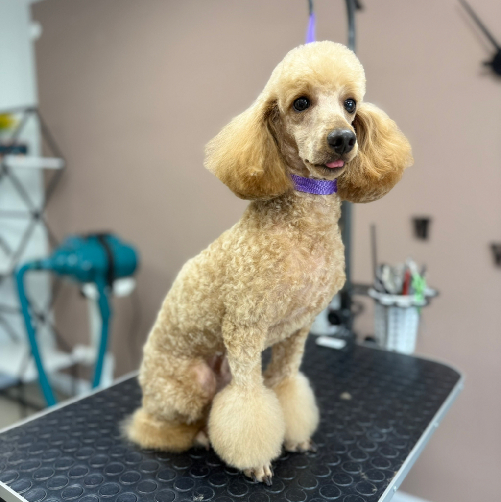 Комплексный уход для пуделя