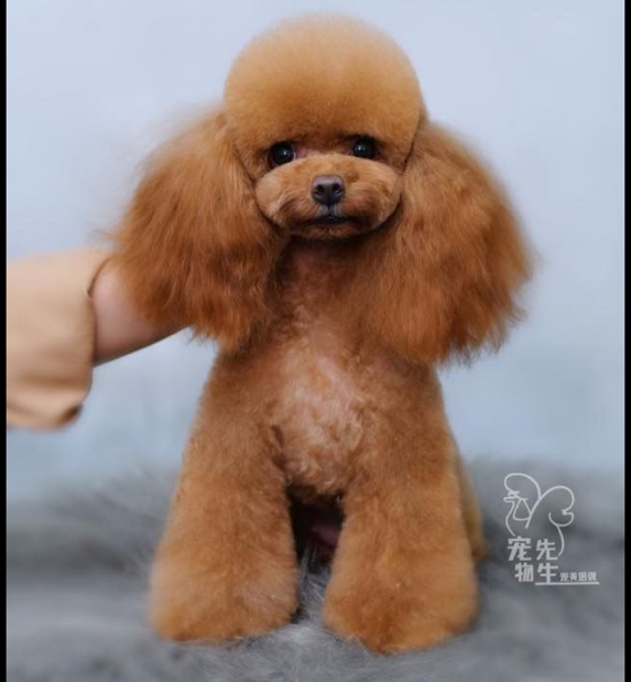 Комплекс Гигиена - Той-пудель