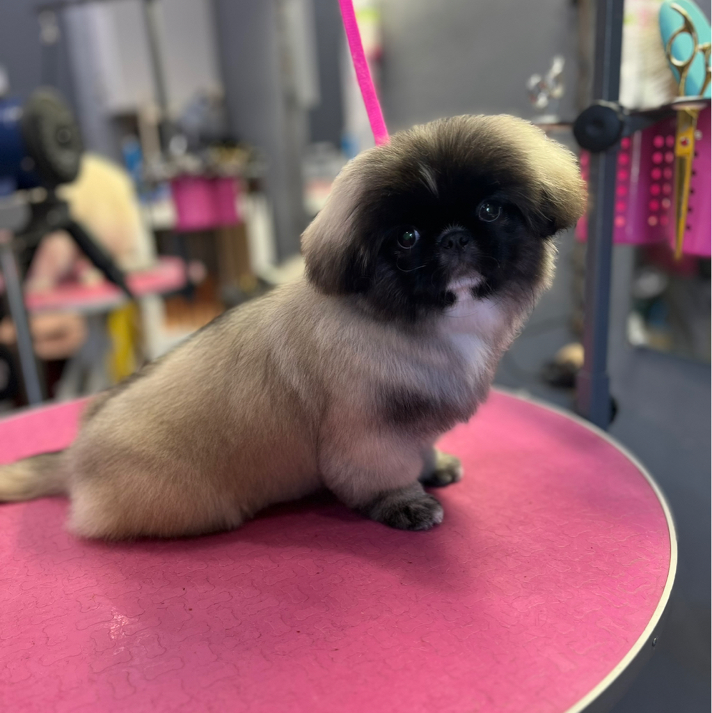 Пекинес- «Комплекс с гигиеной»