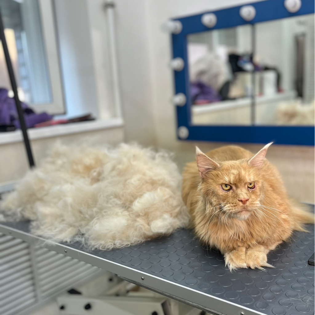 Вычес мейн куна с купанием