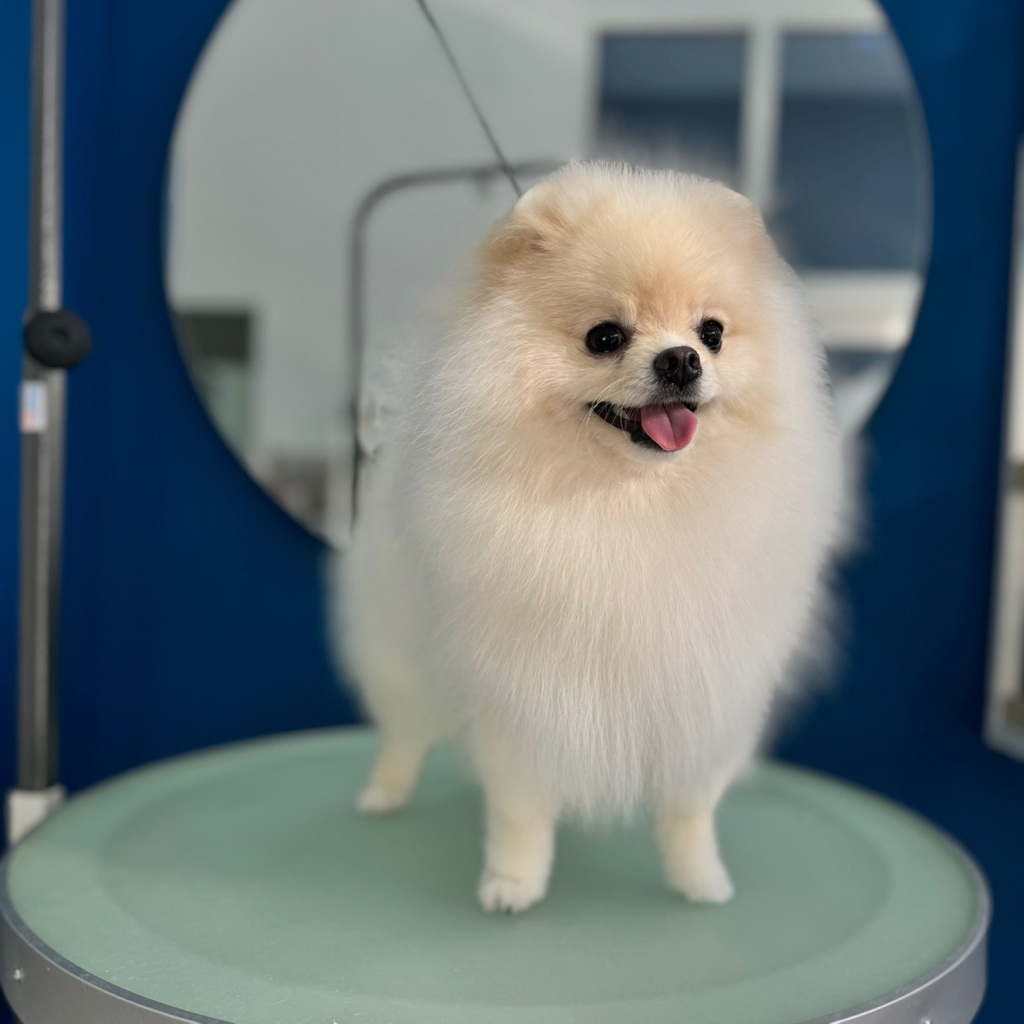 Шпиц (до 35см) гигиена