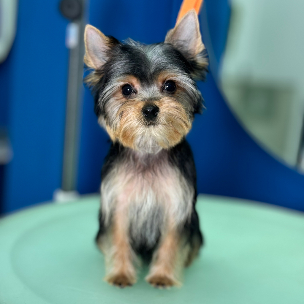 Йоркширский терьер гигиена