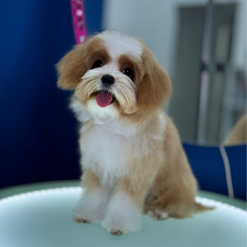 Мальтипу гигиена