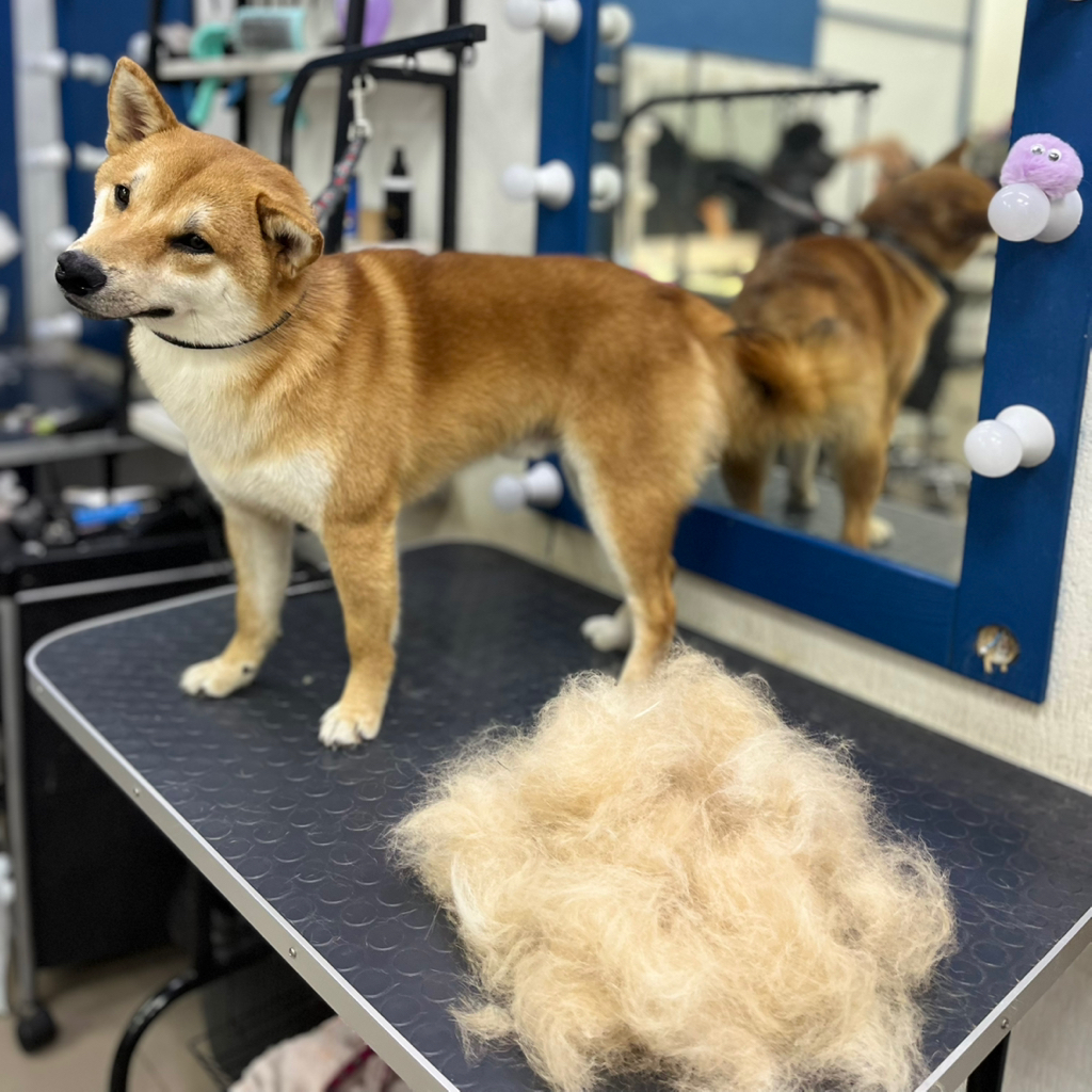 Сиба-ину экспресс-линька