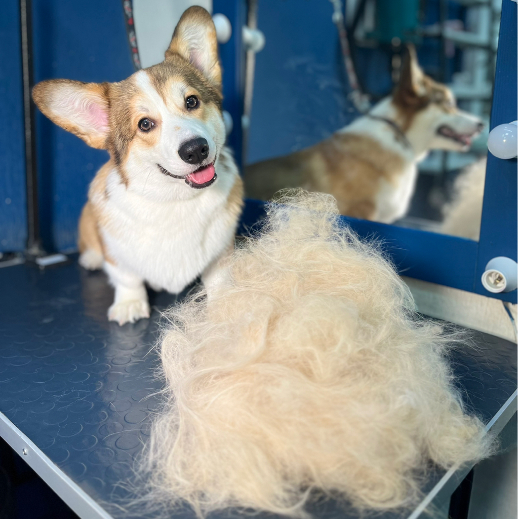 Корги экспресс-линька