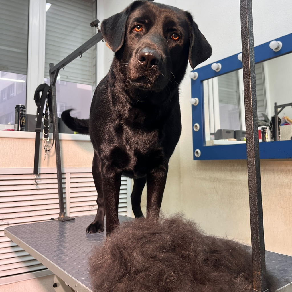 Лабрадор экспресс-линька