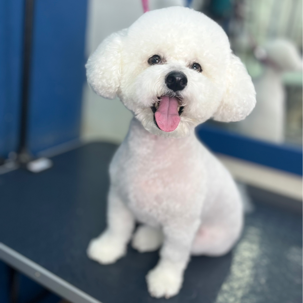 Бишон Фризе «под машинку»