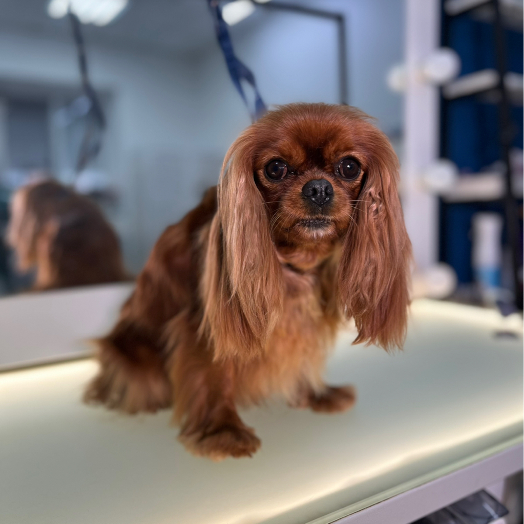 Кавалер кинг чарльз спаниель