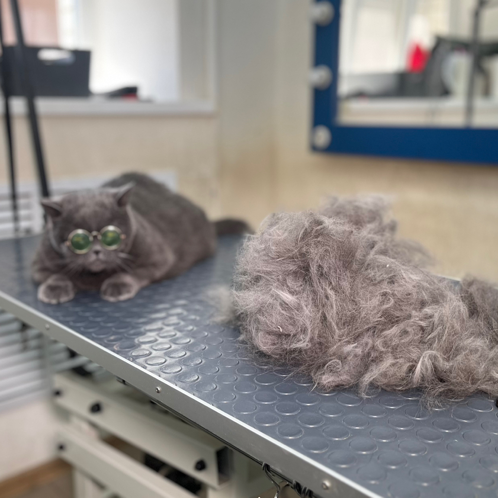 Вычес кошек с купанием