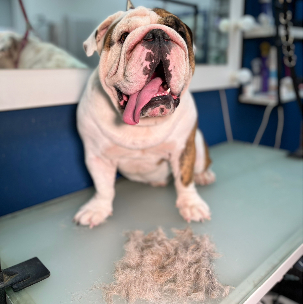 Английский бульдог экспресс-линька