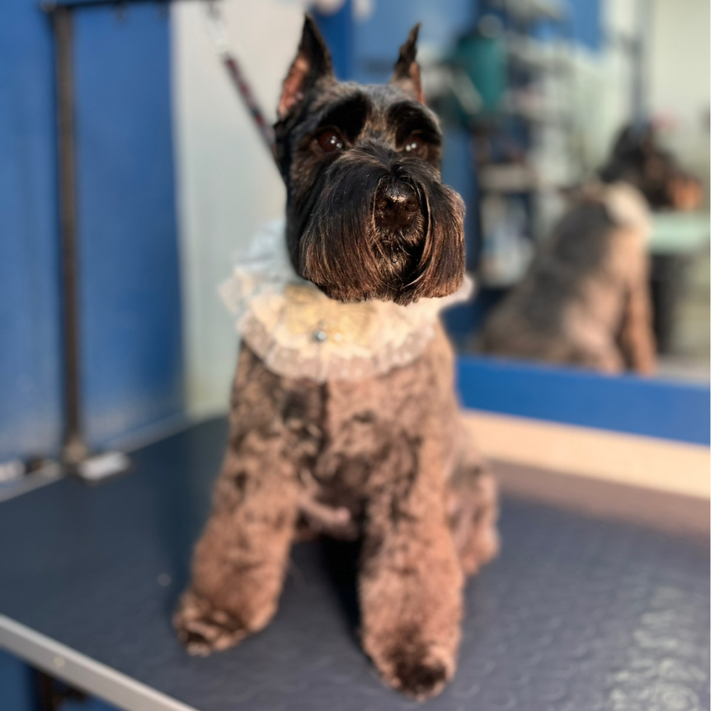 Цвергшнауцер стрижка