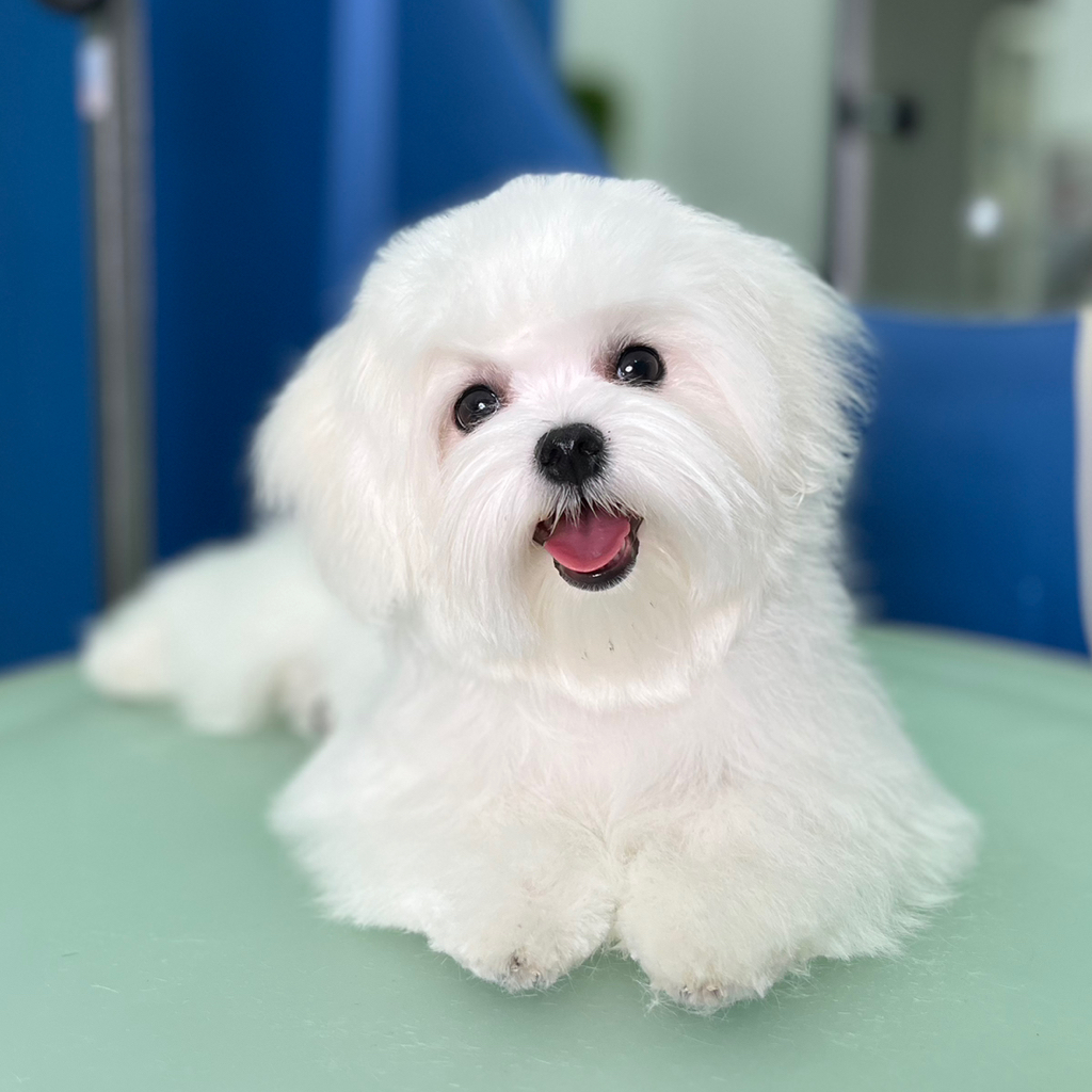 Мальтийская Болонка гигиена