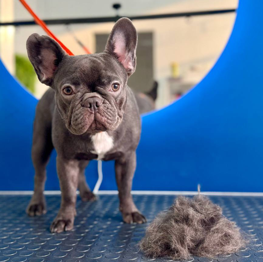 Французский бульдог экспресс-линька