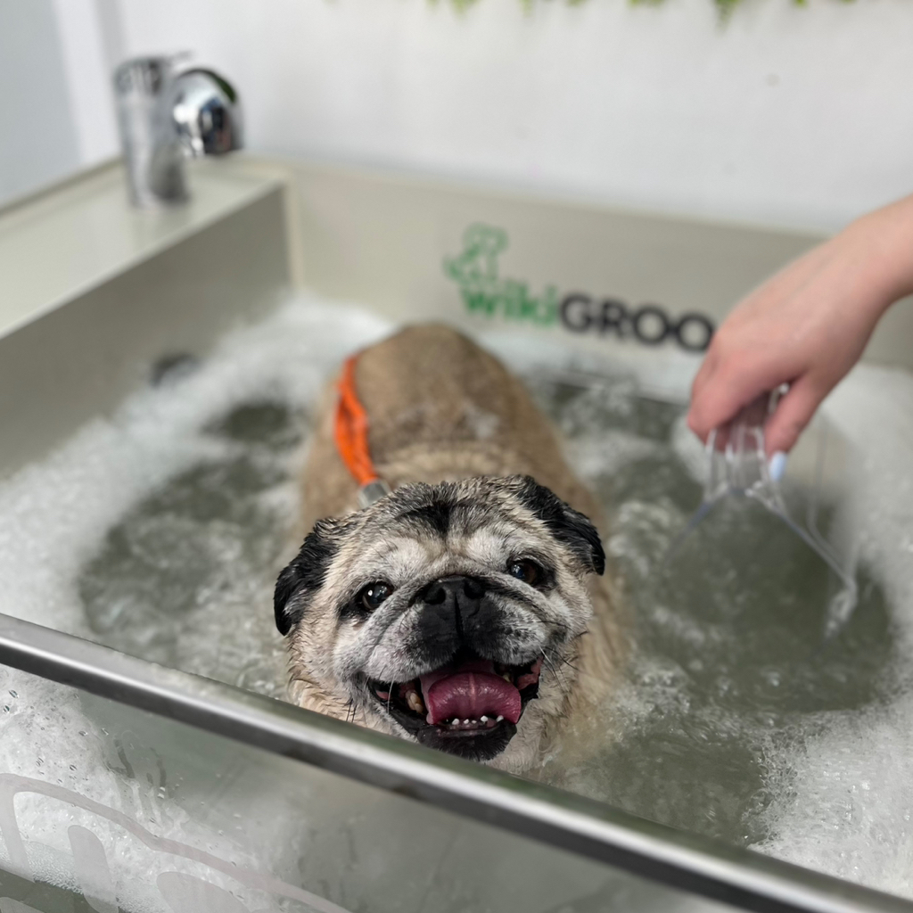 SPA озонотерапия с гидромассажем к экспресс-линьке для мелких и средних собак