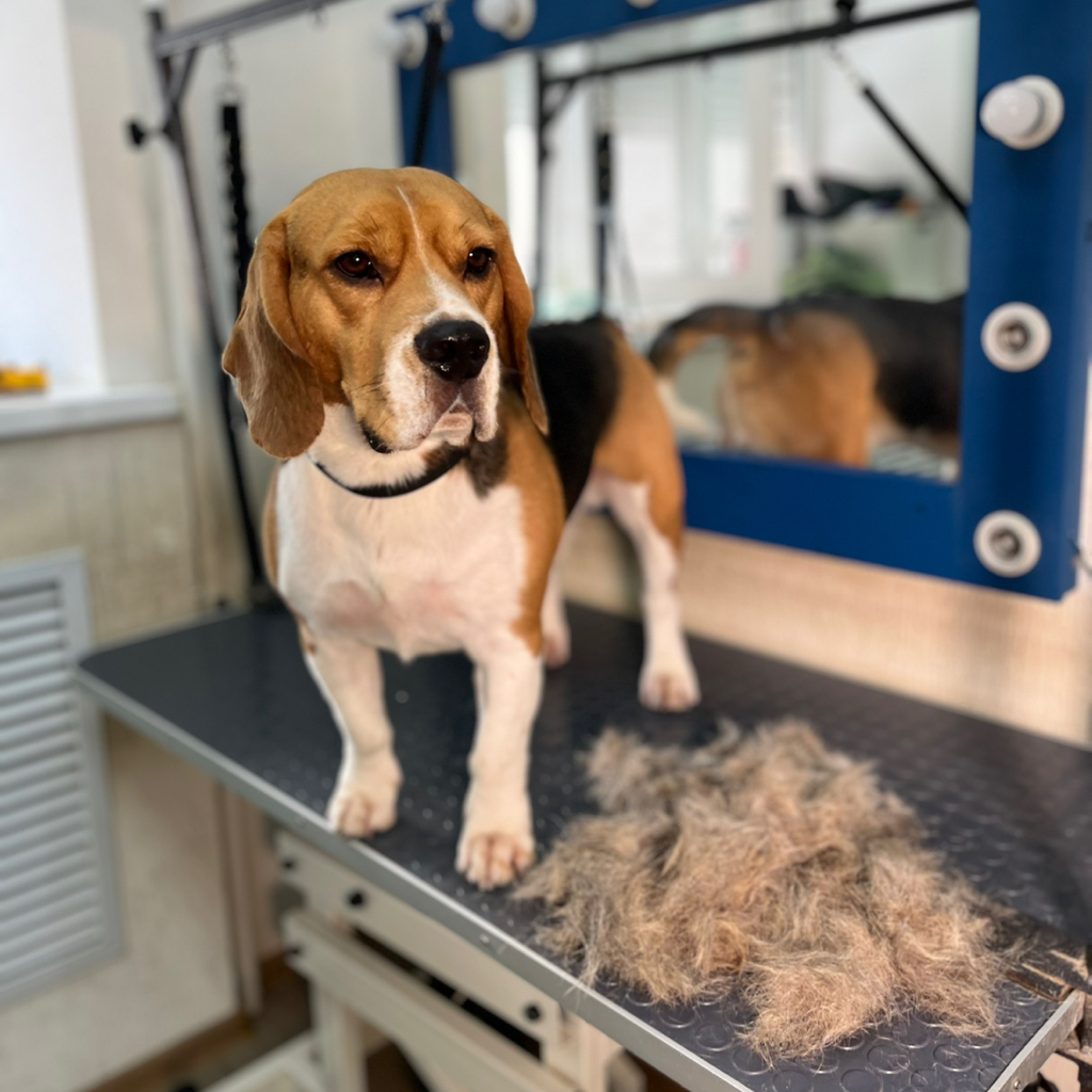 Бигль экспресс-линька