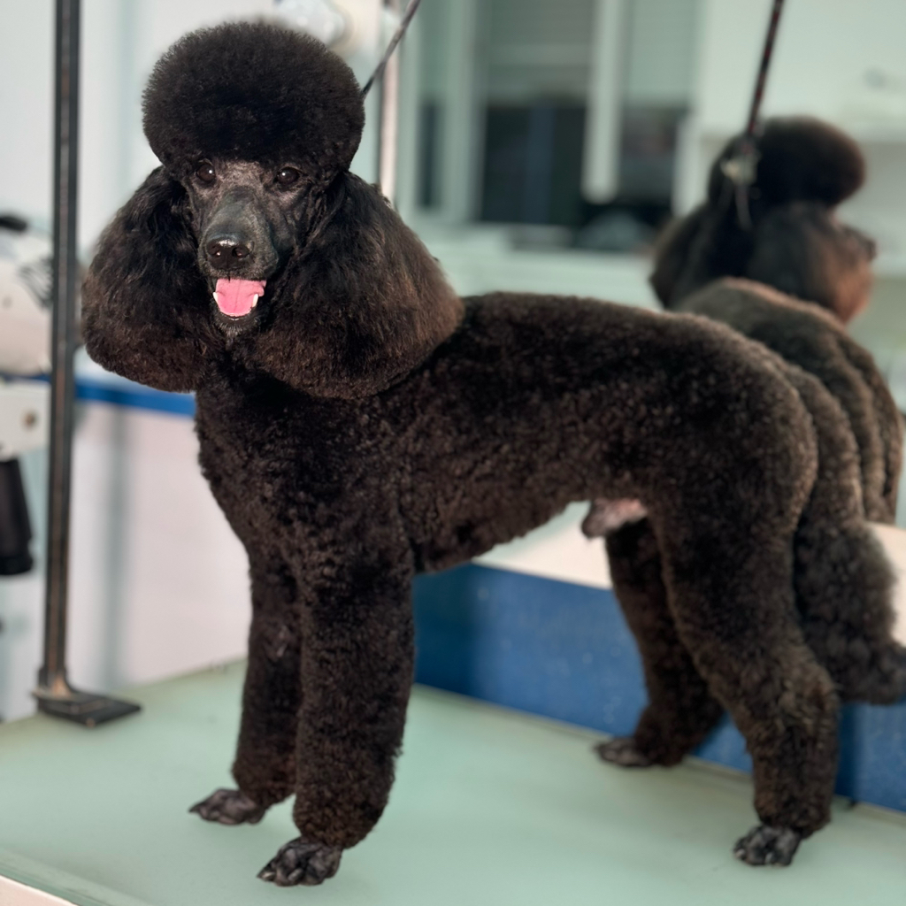 Пудель малый (до45)