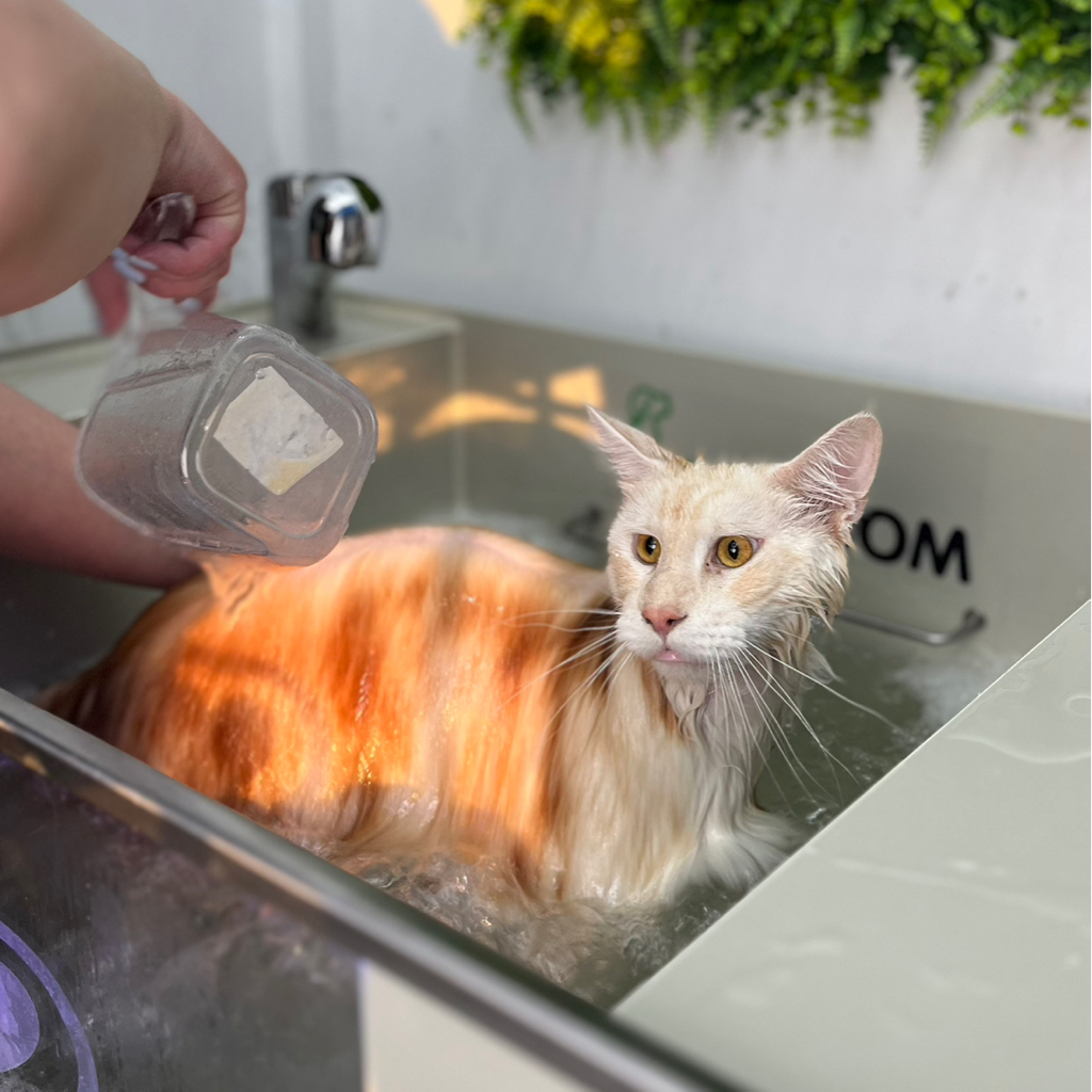 SPA озонотерапия с гидромассажем к экспресс-линьке для кошек