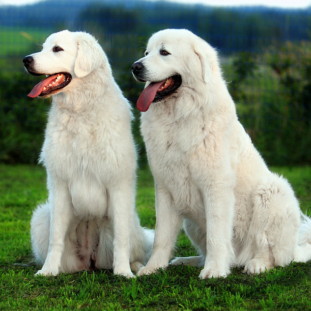 Польская подгалянская овчарка Комплекс "Стандарт" без стрижки до 70 см в холке (более 70 см + 800р)