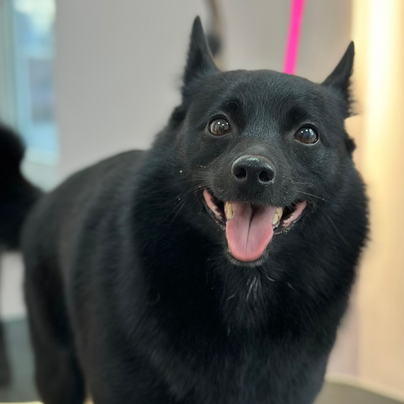 Экспресс-линька для Шипперке