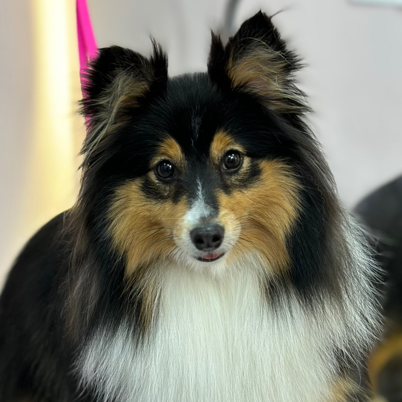 Экспресс-линька для Шелти