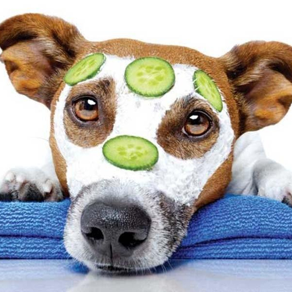 Маска (для увлажнения шерсти и кожи) доп.услуга к комплексам для собак 41-50 см в холке (короткошерстные)