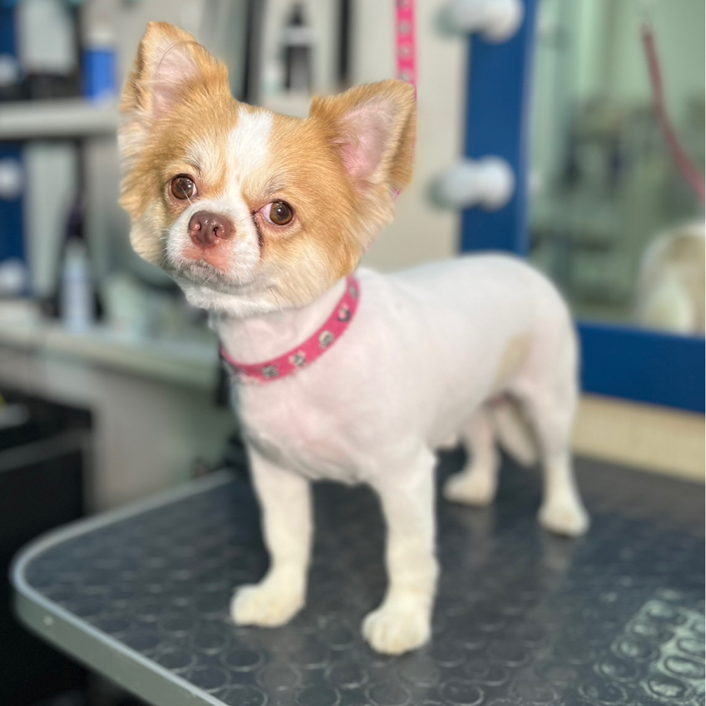 Чихуахуа стрижка