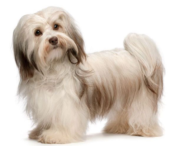 Гаванская болонка(Хаванез,Гаванский Бишон) до 5 кг - Комплекс-Стрижка