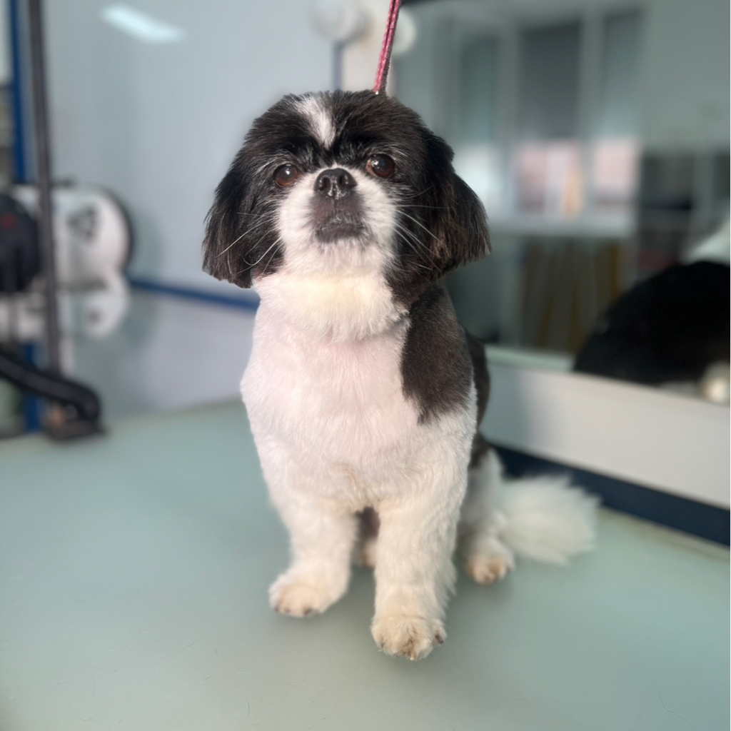 Японский хин