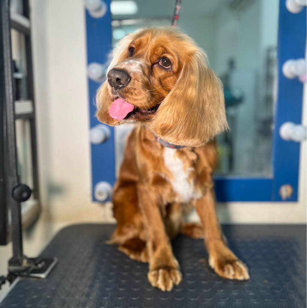 Спаниель:русский/английский/американский/спрингер