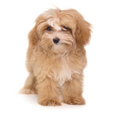 Мальтипу до 5 кг.