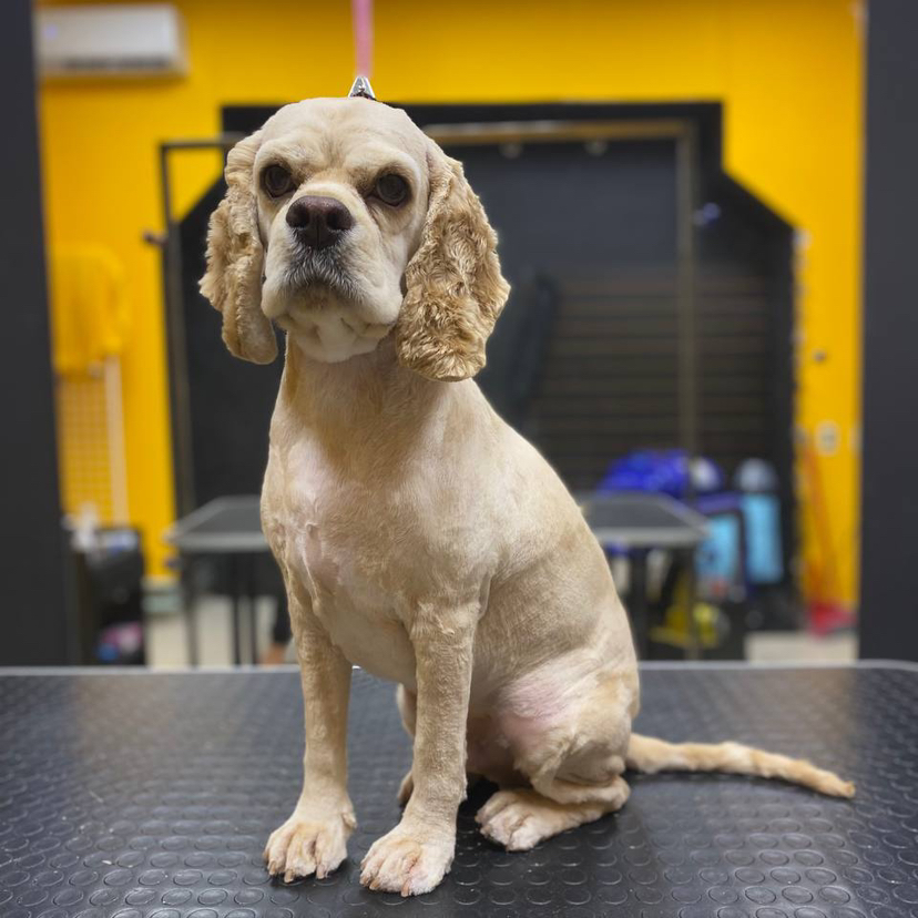 Американский кокер спаниель - стрижка под машинку