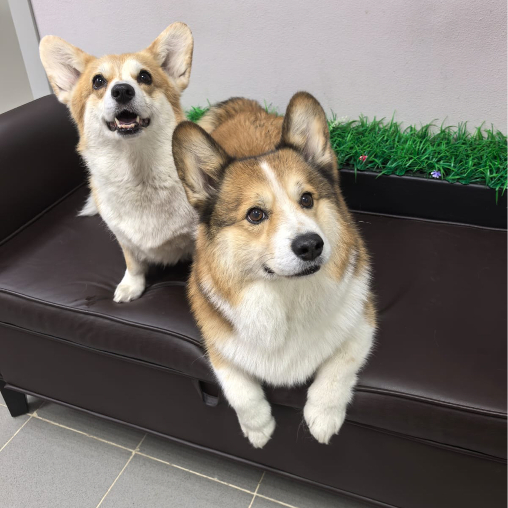 Корги  Комплекс "Экспресс-линька"