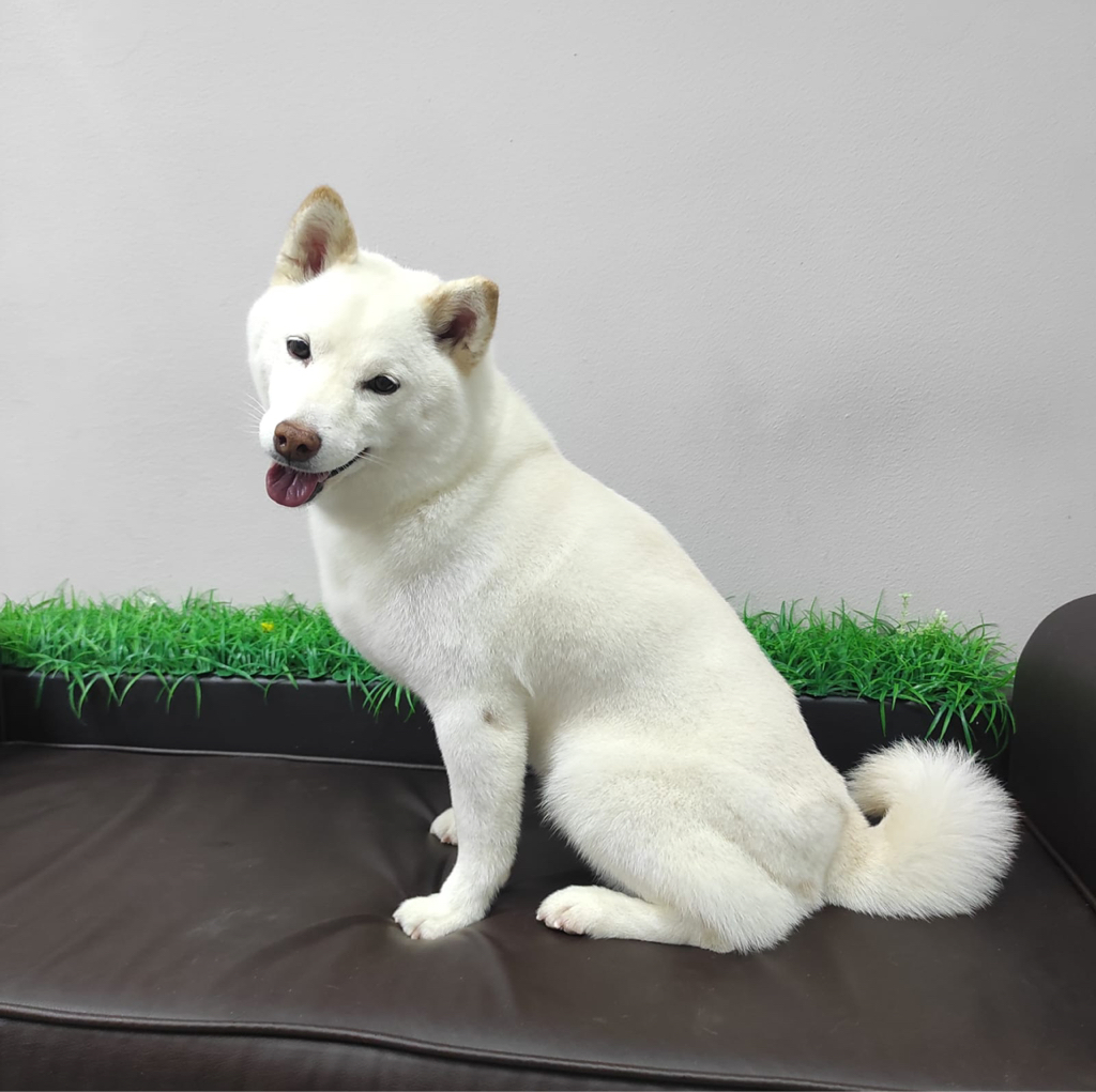 Сиба-ину (шиба-ину) Комплекс «Экспресс-линька»