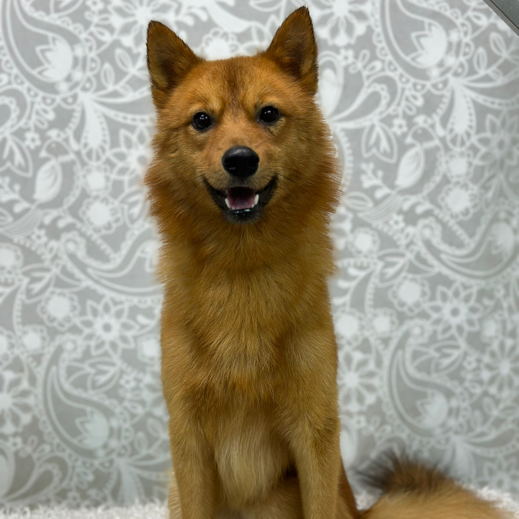 Экспресс линька От 12 до 17кг