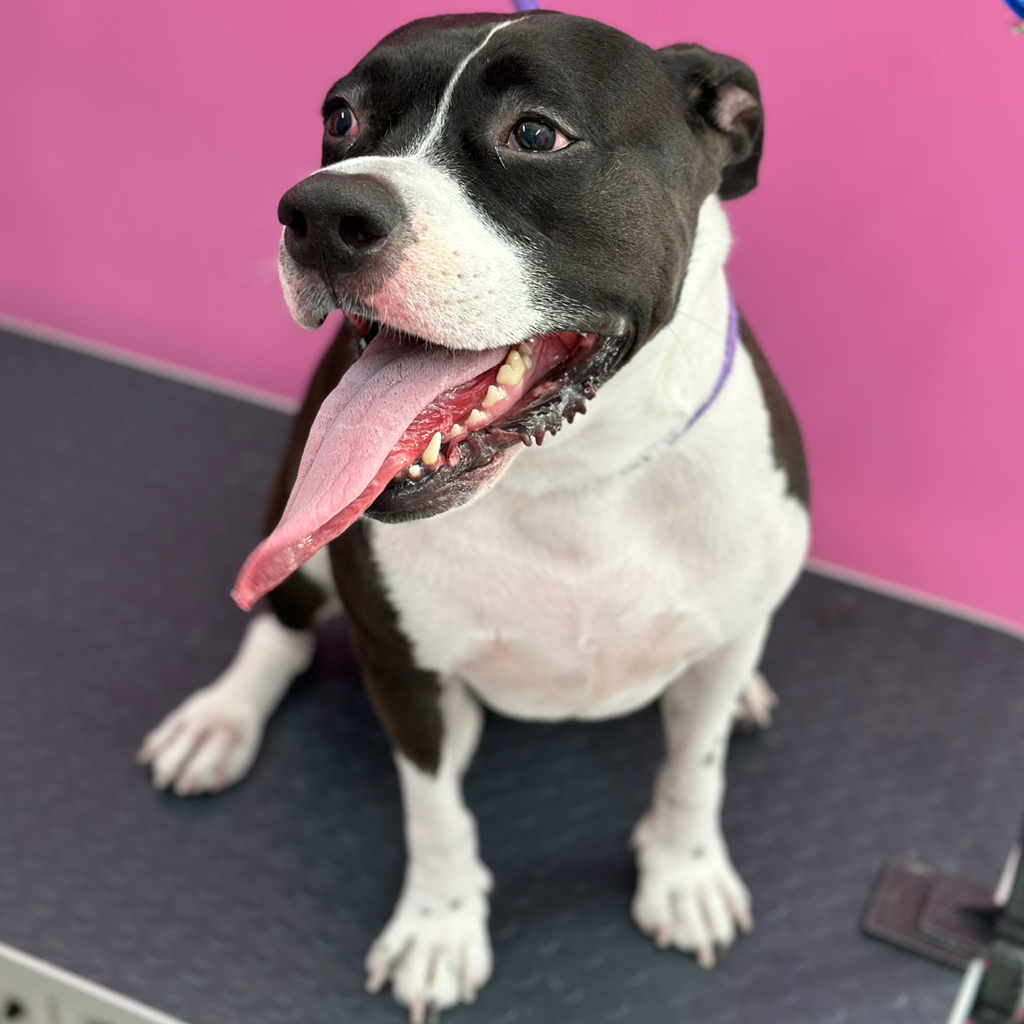 Экспресс-линька для Питбуля/Ам.Стаф.терьера/Ам.Булли