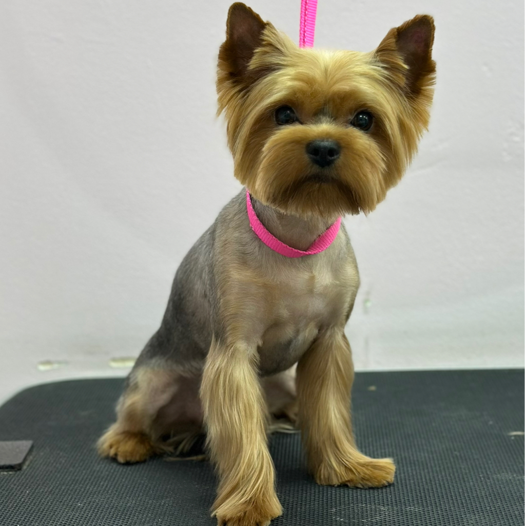 Комплекс СО СТРИЖКОЙ ПОД МАШИНКУ для йорка