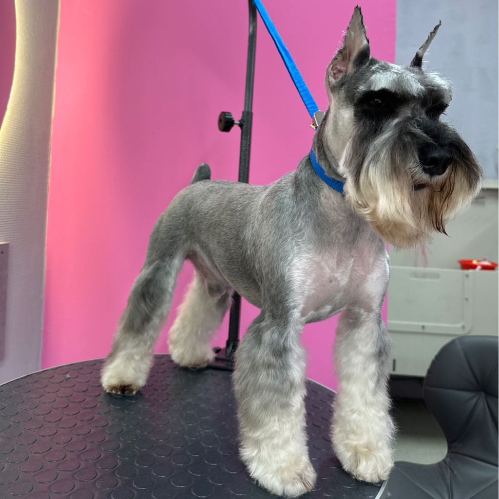 Комплекс для Цвергшнауцера (корпус под машинку)