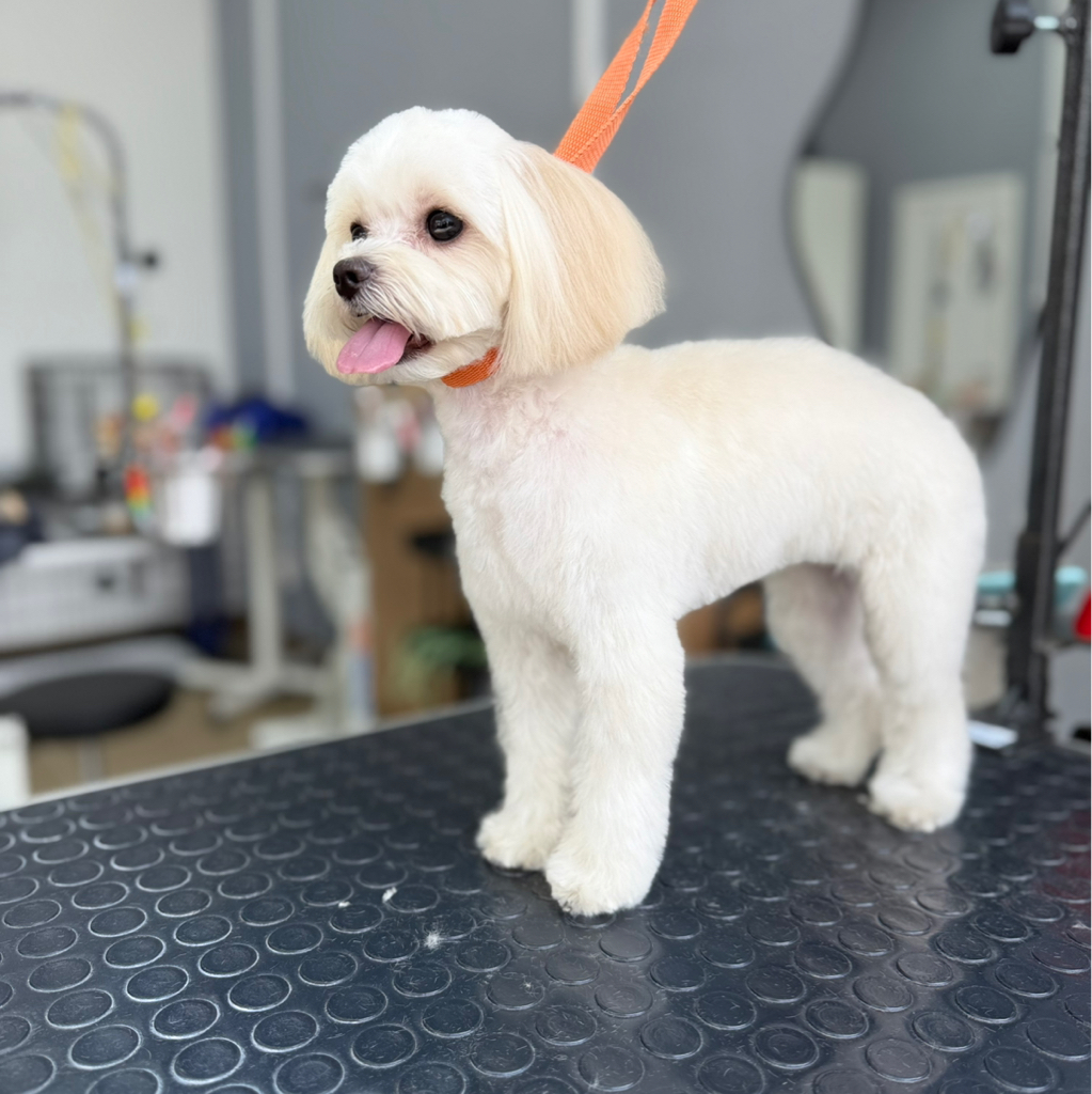 Гигиенический уход для мальтипу