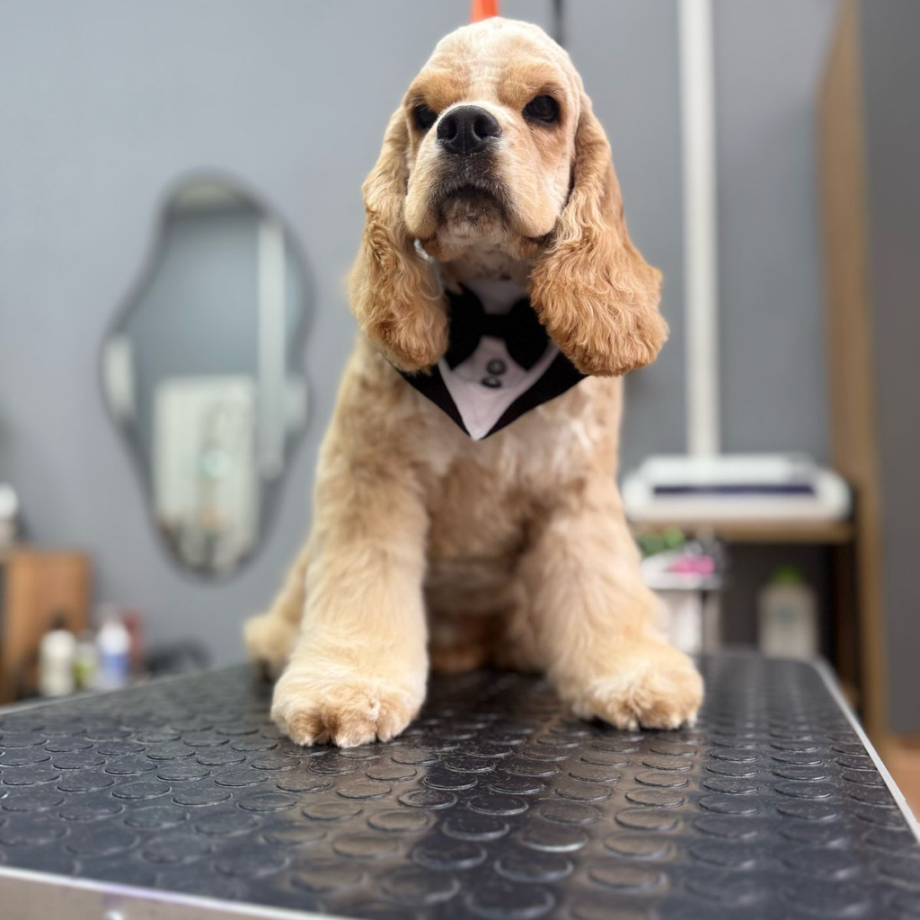 Комплексный уход для спаниеля