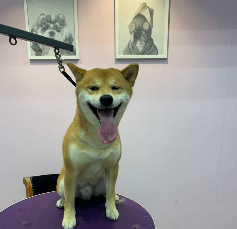 Сиба ину комплексный уход