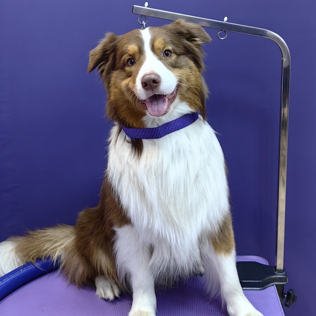 Аусси комплексный уход