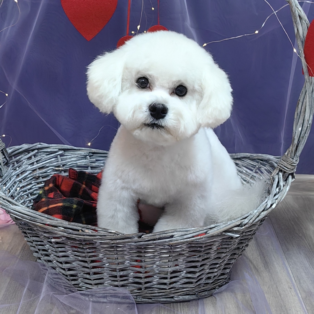 Бишон Фризе гигиенический уход  (без колтунов)