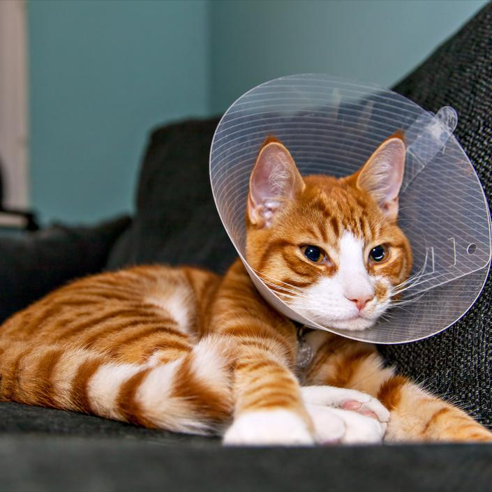 Кастрация кота