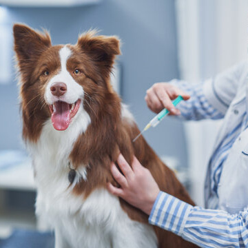 Вакцинация собаки вакциной Мультикан-6 без бешенства