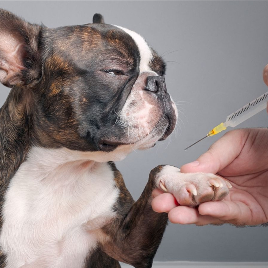 Вакцинация собаки импортной комплексной вакциной